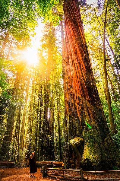 File:California Redwood National Park (216450575).jpeg