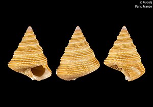 Calliostoma aprosceptum (MNHN-IM-2000-22074).jpeg