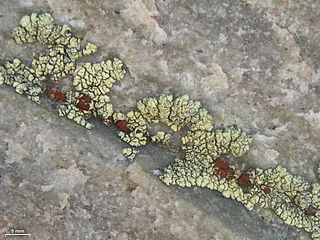 <i>Erichansenia epithallina</i> Species of lichen