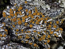 Caloplaca nivalis (Korber) Th. Fr 477706.jpg