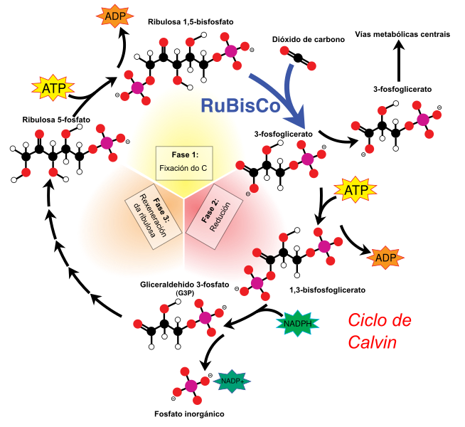 File:Calvin-cycle4-gl.svg