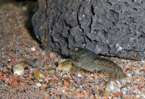 Adult male of Mexican dwarf crayfish, Cambarellus patzcuarensis. The body is about 3.5 centimetres long (approximately 1.38 inches) excluding claws.