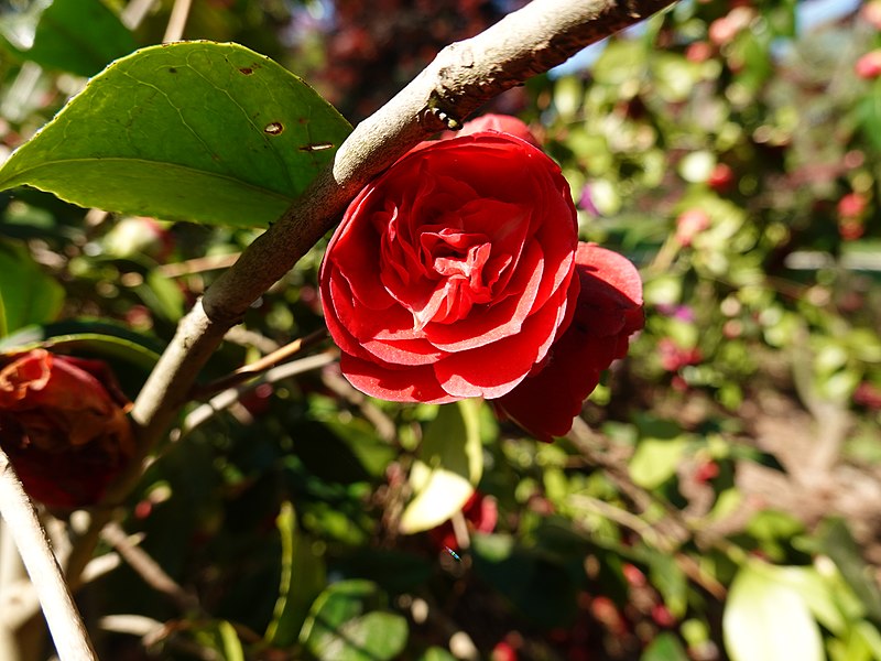 File:Camellia (50974522157).jpg