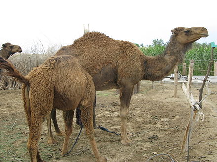 Camels in Erbent. Fermented camel milk is a traditional drink of the region.