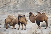 Camels in Naryn Rayon, Kyrgyzstan.jpg