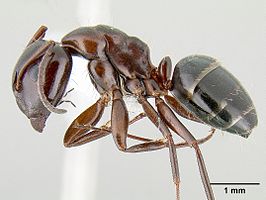 Camponotus hyatti