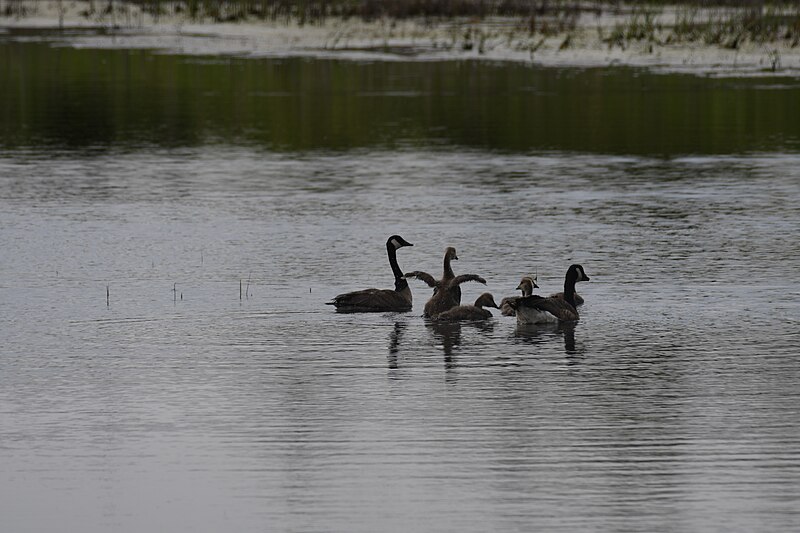 File:Canada geese bombay hook nwr 6.3.20 DSC 6952.jpg