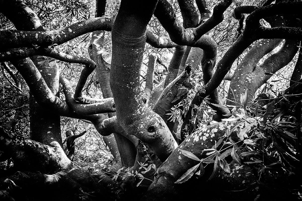 Van Riebeeck's Hedge, Kirstenbosch National Botanical Garden. Planted in 1660, by order of Jan van Riebeek, a hedge of Wild Almond and brambles was planted to afford some protection to the perimeter of the Dutch colony at Cape Town. Photograph: Nat Gold Licensing: CC-BY-SA-3.0