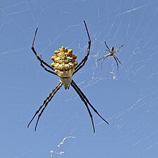 Argiope sp. female and male