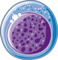 Erythropoiesis - Basophilic erythroblast