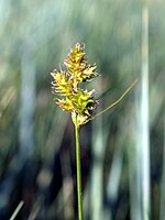 Spikelets