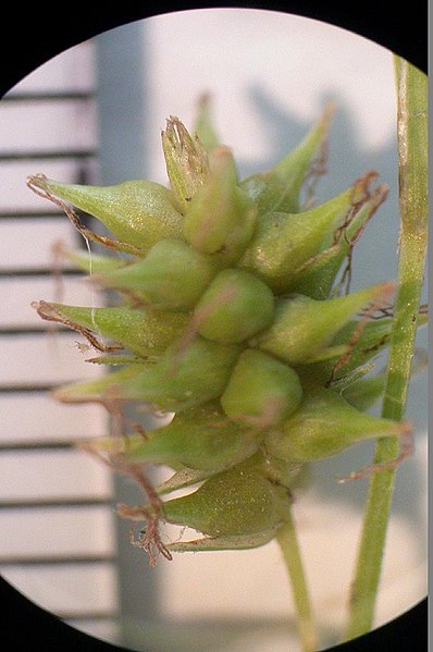 File:Carex japonica higokusa05.jpg