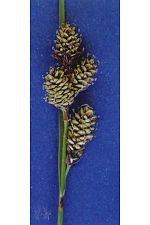 Thumbnail for Carex heteroneura
