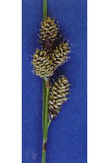 <i>Carex heteroneura</i> Species of grass-like plant