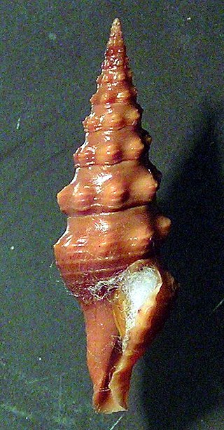 <i>Carinodrillia halis</i> Species of gastropod