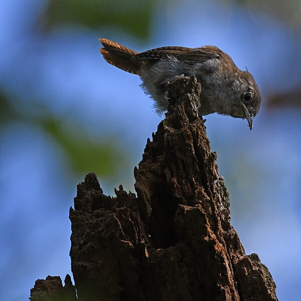 File:Carolina wren cromwell valley 9.11.21 DSC 0064.jpg