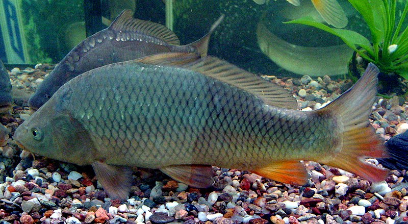 carp - Wiktionary, the free dictionary