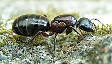 Tukang kayu Semut Camponotus novaeboracensis Ratu 1.jpg
