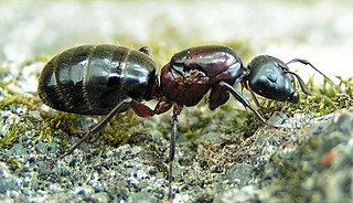 <i>Camponotus novaeboracensis</i> New York carpenter ant