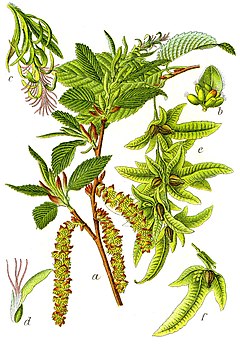 https://upload.wikimedia.org/wikipedia/commons/thumb/3/33/Carpinus_betulus_Sturm33.jpg/240px-Carpinus_betulus_Sturm33.jpg