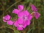 Caryophyllaceae - Dianthus balbisii- 3. 
 JPG