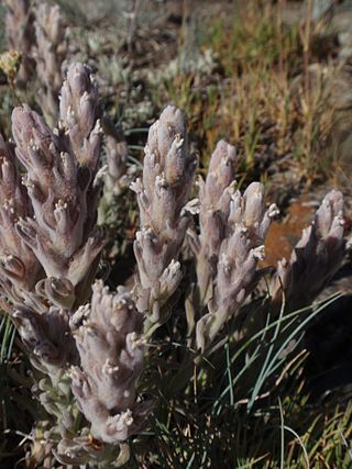 <i>Castilleja schizotricha</i> Species of plant