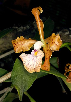 Cattleya velutina Orchi 1070.jpg