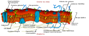 Diagrama dunha membrana celular.