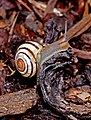 * Nomination A White-lipped Snail, Cepaea hortensis --Llez 05:12, 25 July 2012 (UTC) * Decline Lacks sharpness (esp. snail body), a pity --Poco a poco 19:17, 25 July 2012 (UTC)