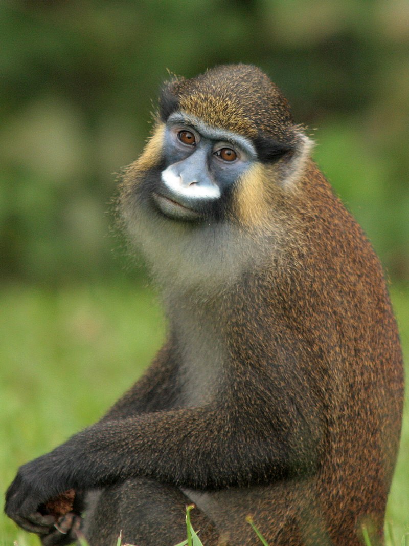 Monkey Crown, Project New world Wiki