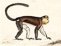 Miniatura para Cercopithecus mona