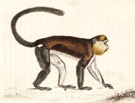 Cercopithecus mona.jpg