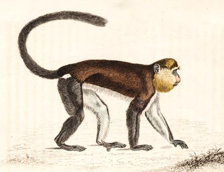 Cercopithecus mona