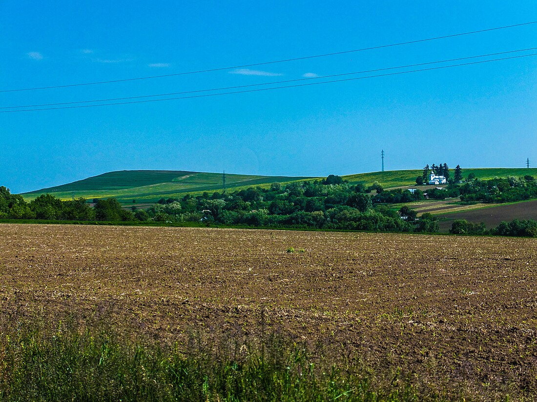 Bârgăuani