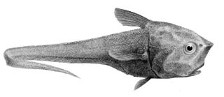 <i>Cetonurus</i> genus of fishes
