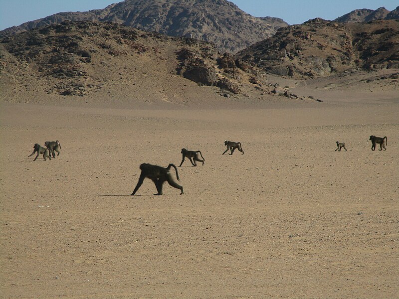 File:Chacma Baboon imported from iNaturalist photo 280974559 on 28 February 2024.jpg