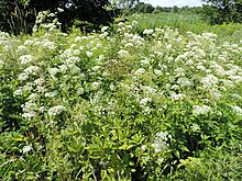 Chaerophyllum aromaticum kz2.JPG