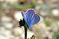 * Nomination Chapman's blue (Polyommatus thersites thersites) male, Bulgaria --Charlesjsharp 17:03, 16 August 2017 (UTC) * Promotion Good. -- Ikan Kekek 23:05, 16 August 2017 (UTC)