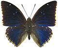 Thumbnail for Charaxes bipunctatus