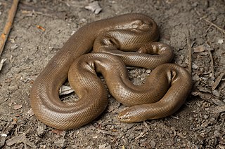<span class="mw-page-title-main">Rubber boa</span> Western North American snake