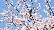 Vignette pour Saisons dans la culture japonaise