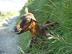 Une chèvre dans un sentier suisse.