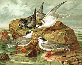 Chirighița cu aripi albe după Naumann (1885-1897). 1. Chirighiță cu aripi albe (Chlidonias leucopterus) - Adult în penaj de iarnă; 2. Chirighiță cu obraz alb (Chlidonias hybrida) - Adult în penaj de iarnă; 3. Chirighiță cu aripi albe (Chlidonias leucopterus) - Adult în penaj de tranziţie între cel de iarnă și cel de vară; 4. Chirighiță neagră (Chlidonias niger) - Adult în penaj de iarnă.[32]