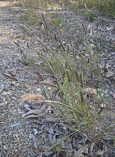 <i>Chloris virgata</i> Species of grass