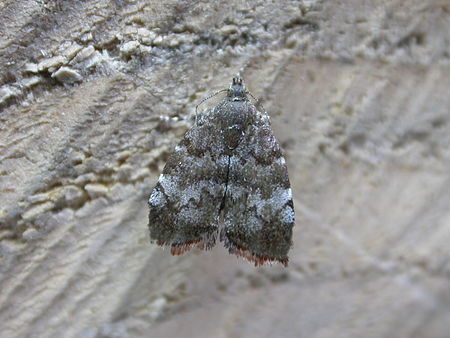 Choreutis pariana