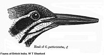 Head pattern of Western Ghats Malabar flameback (C. socialis): The thin and divided black "moustache" can be used to distinguish it from similar Dinopium flamebacks. Chrysocolaptes gutticristatus.jpg