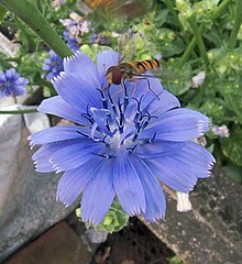 Fleur de cichorium endivia (3) .jpg