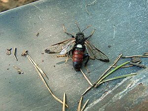 Great birch sawfly (Cimbex femoratus)