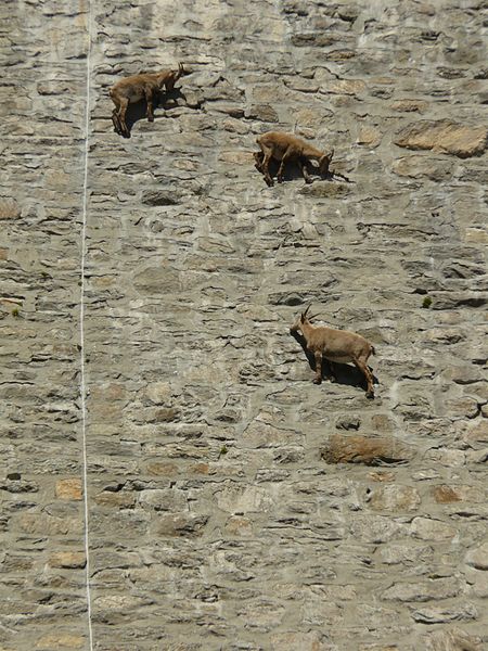 File:Cingino Staumauer mit Steinböcken.jpg