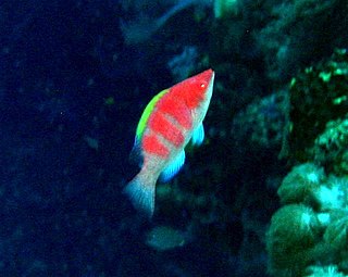 <span class="mw-page-title-main">Yellowfin fairy-wrasse</span> Species of fish